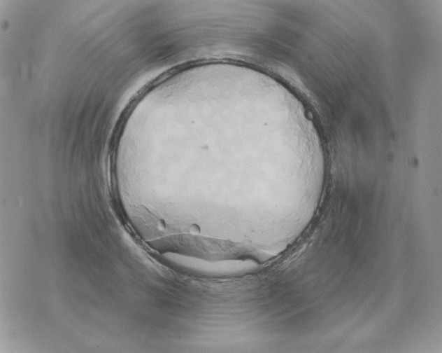 X0000070361032200607072058