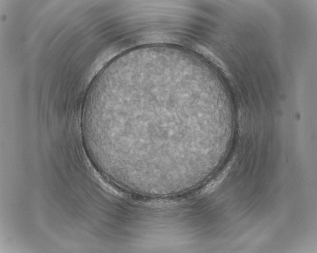 X0000070361033200607072058