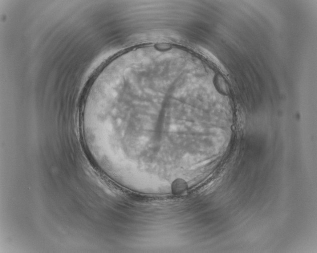 X0000070361035200607072058