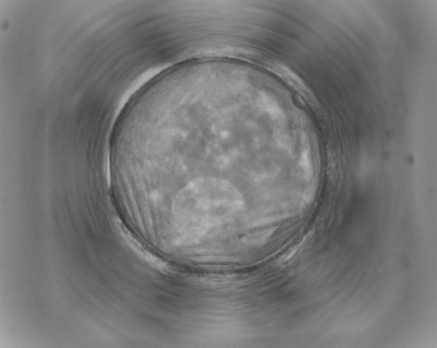 X0000070361036200607072058