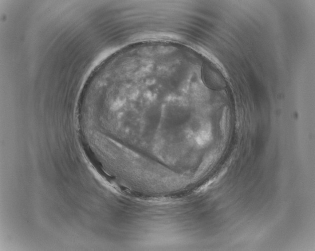 X0000070361037200607072058