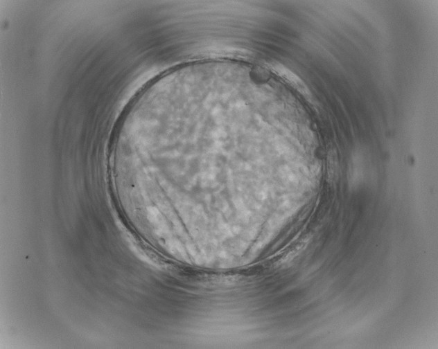 X0000070361039200607072058