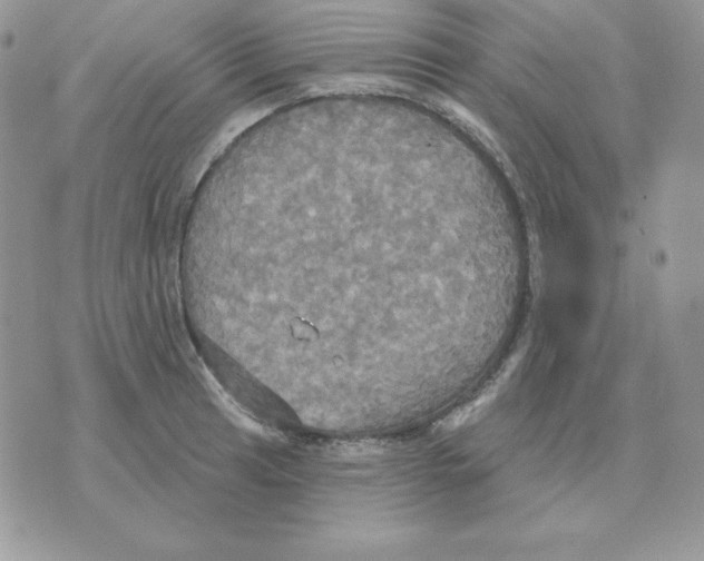 X0000070361041200607072058