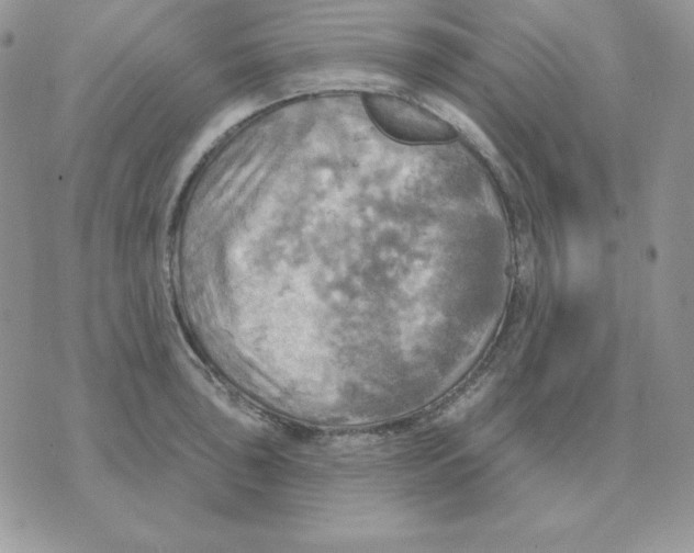 X0000070361043200607072058