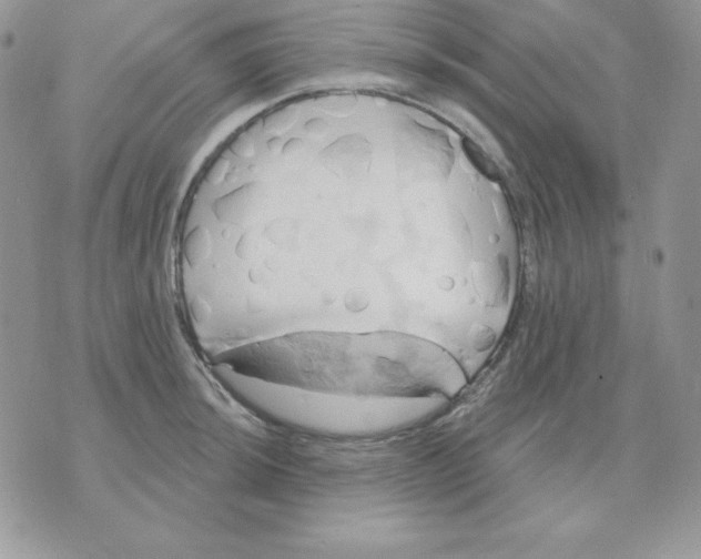 X0000070361044200607072058