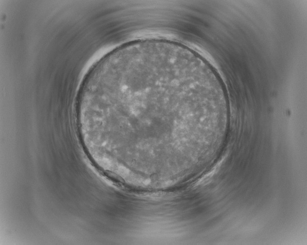 X0000070361045200607072058