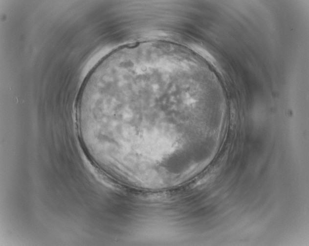 X0000070361047200607072058