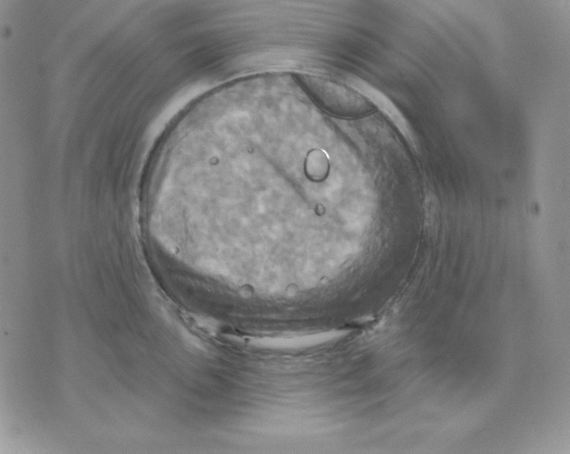 X0000070361051200607072058