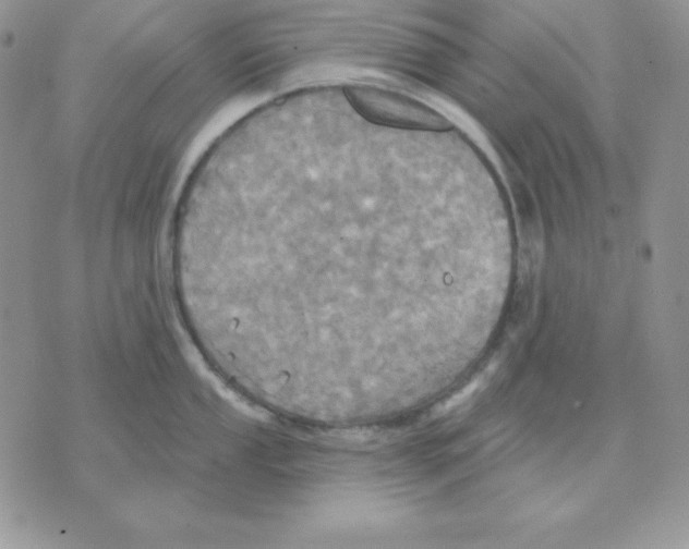 X0000070361053200607072058