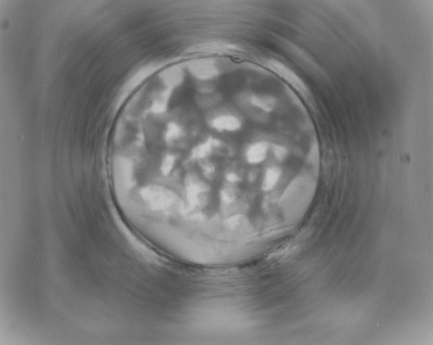 X0000070361055200607072058