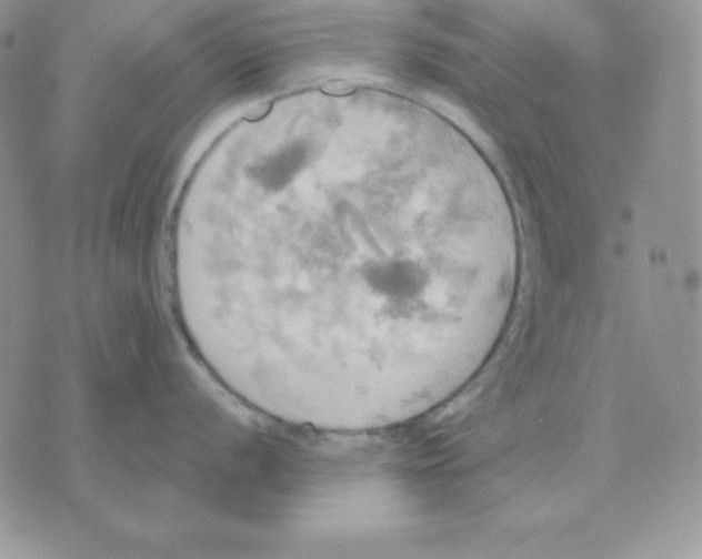 X0000070361056200607072058