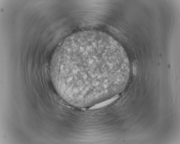 X0000070361059200607072057