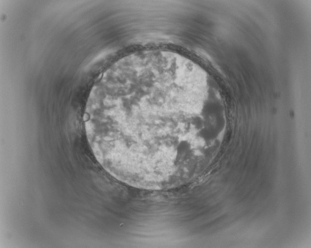 X0000070361063200607072057