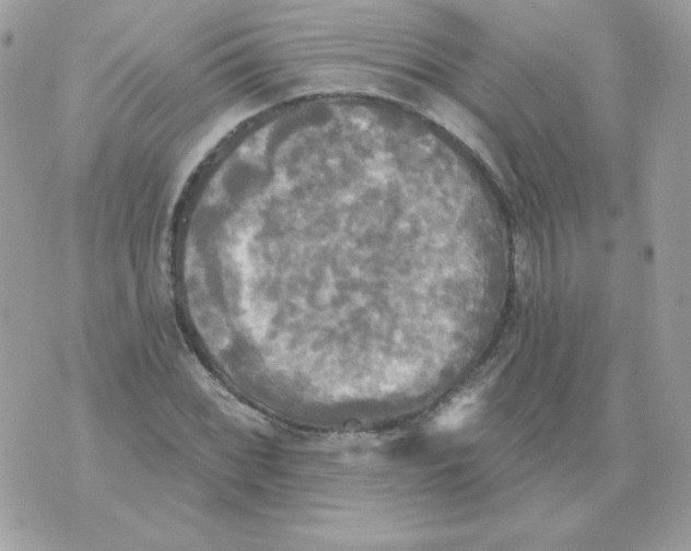 X0000070361068200607072057