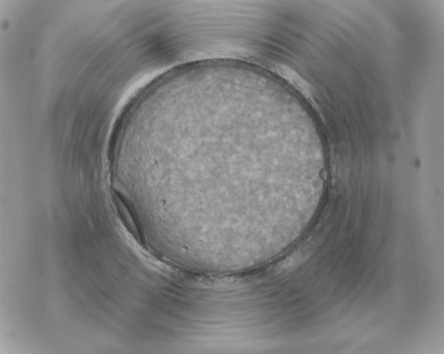 X0000070361072200607072057