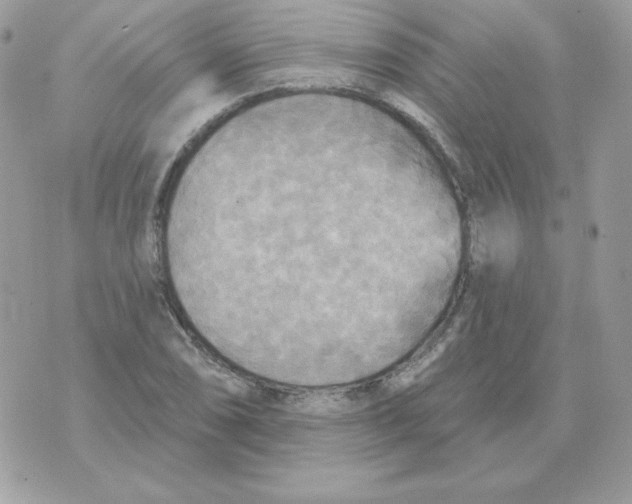 X0000070361074200607072057