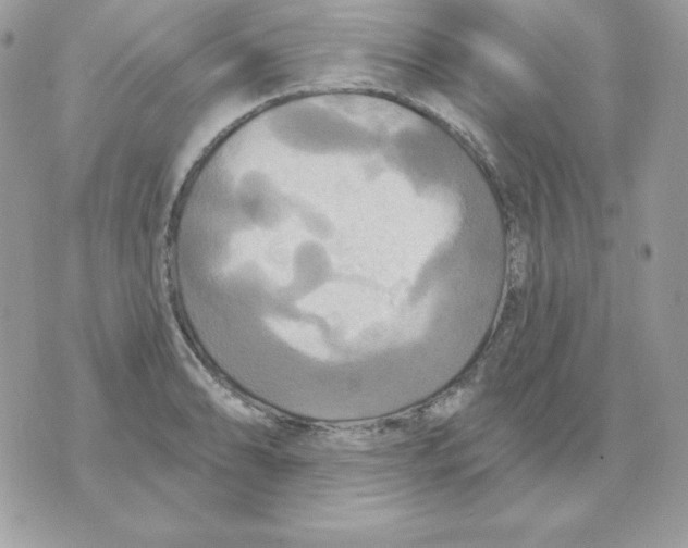 X0000070361086200607072057