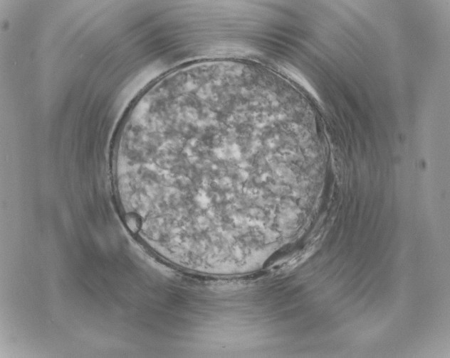 X0000070361087200607072057