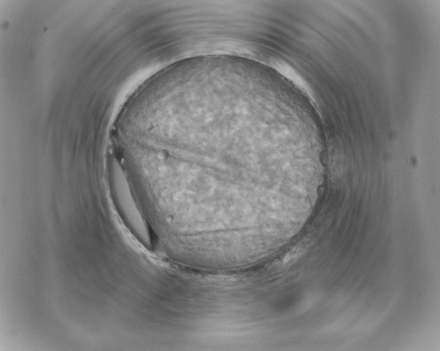 X0000070361088200607072057