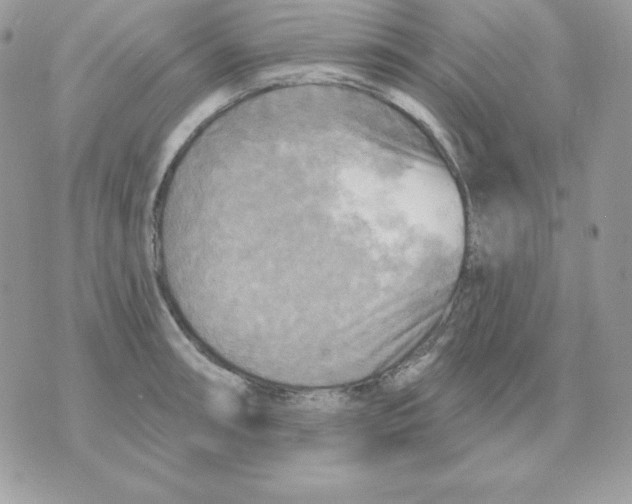 X0000070361090200607072057