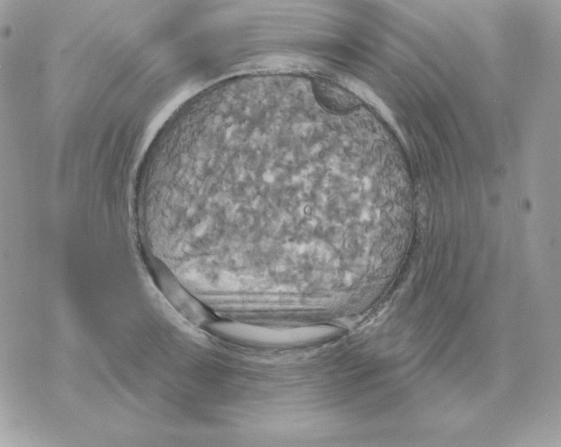 X0000070361091200607072057