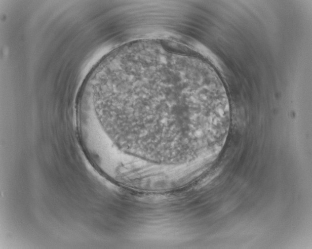 X0000070361095200607072057