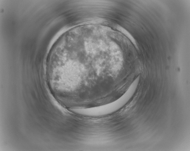 X0000070361099200607072057