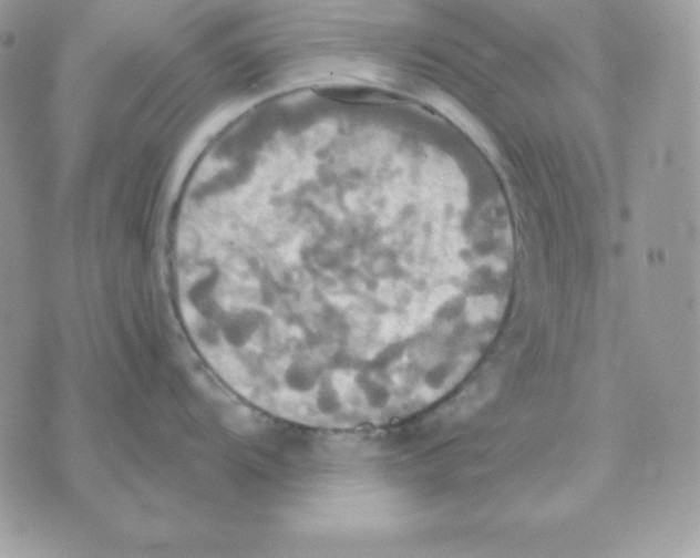 X0000070361104200607072057