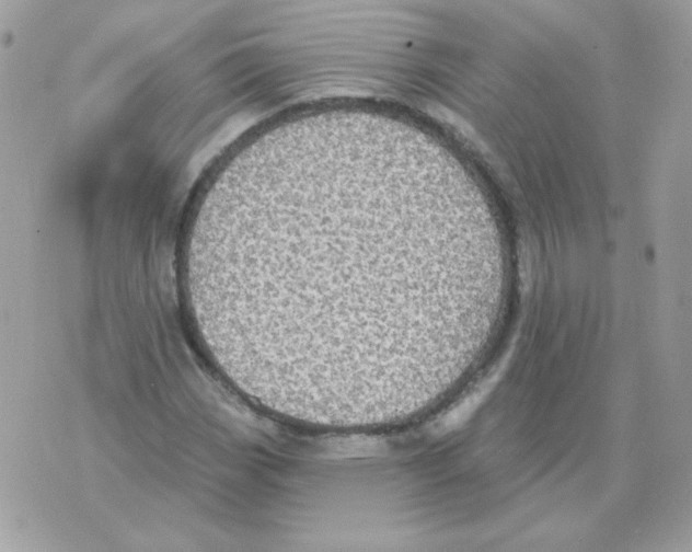 X0000070361113200607072056