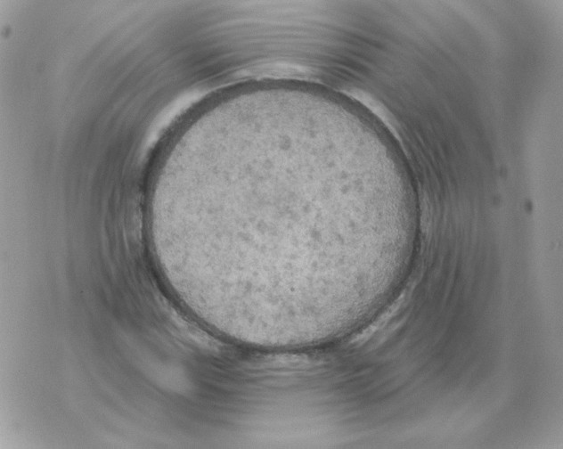 X0000070361115200607072056