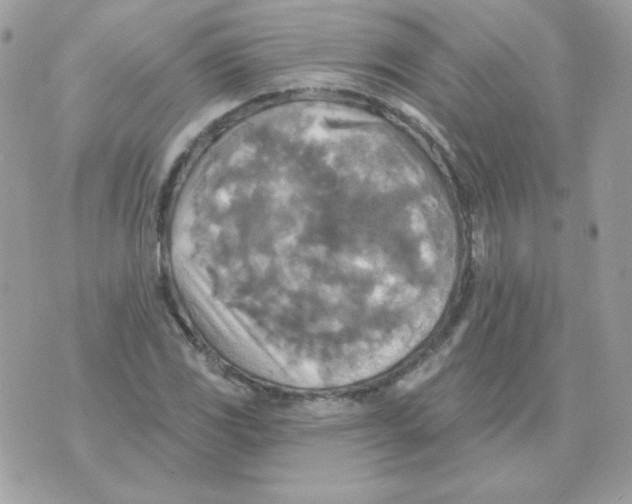 X0000070361117200607072056