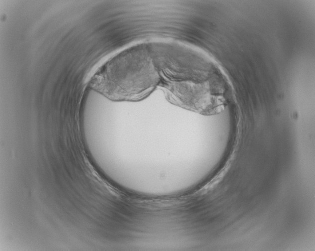 X0000070361121200607072056