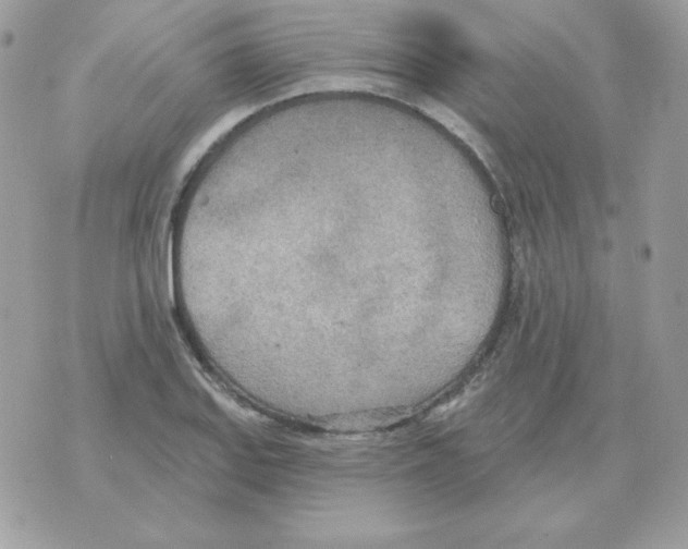 X0000070361127200607072056