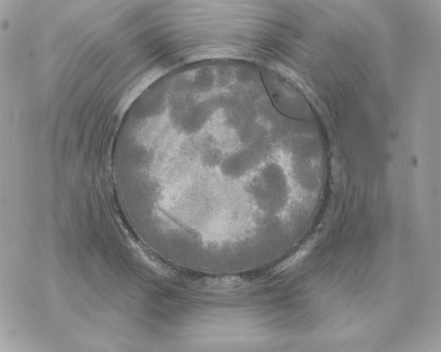 X0000070361129200607072056