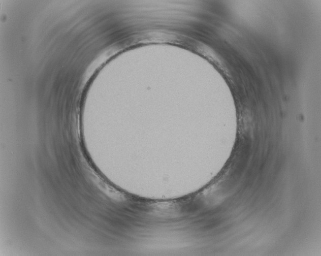 X0000070361130200607072056