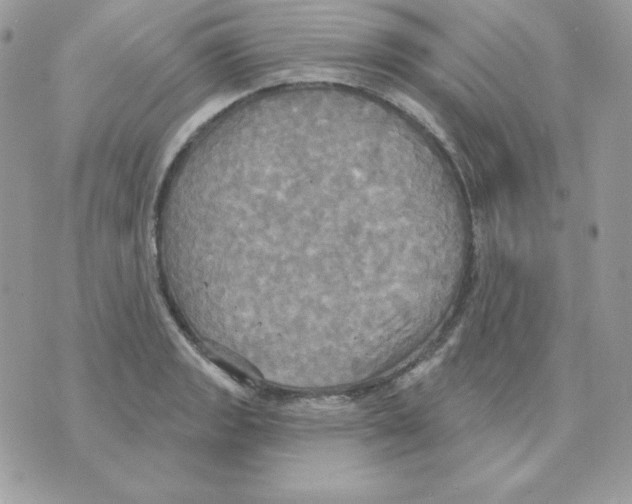 X0000070361133200607072056