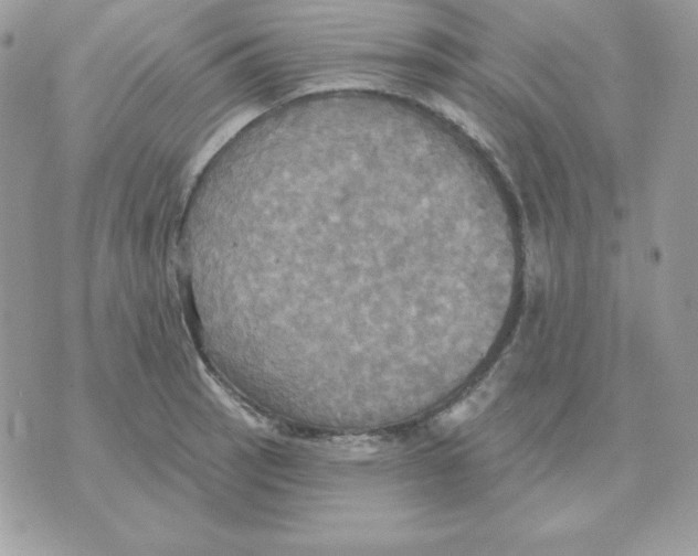 X0000070361137200607072056