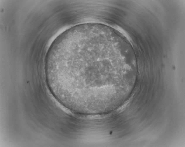 X0000070361142200607072057