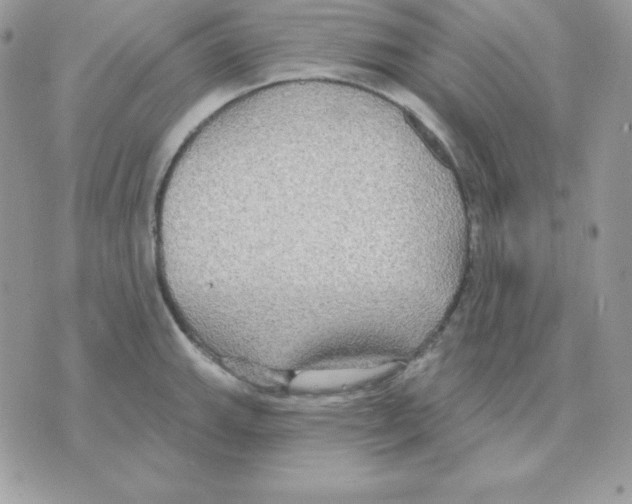 X0000070361143200607072057