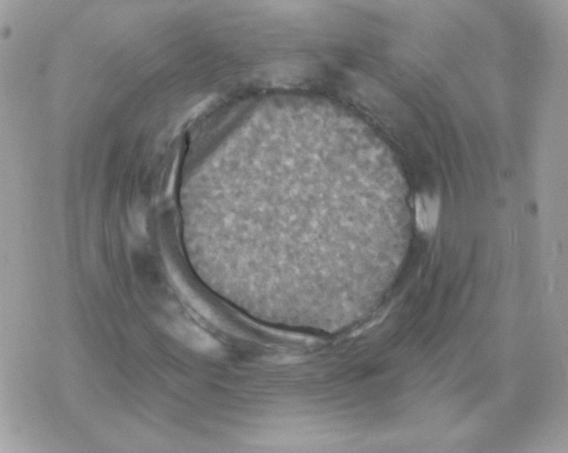 X0000070361155200607072056