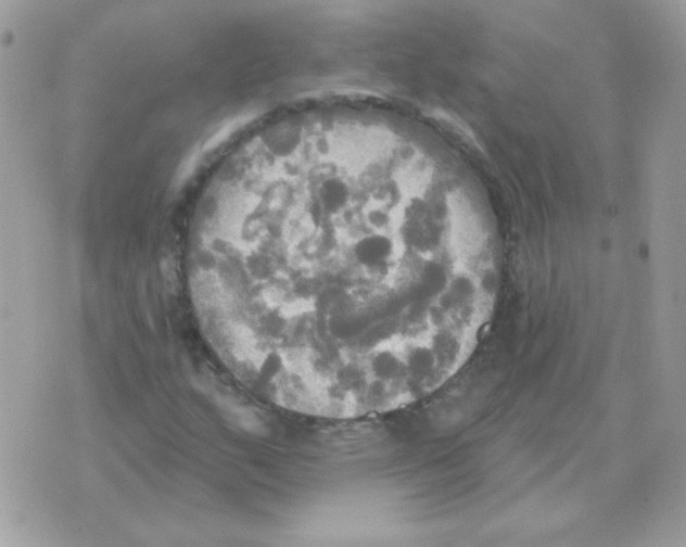 X0000070361159200607072056