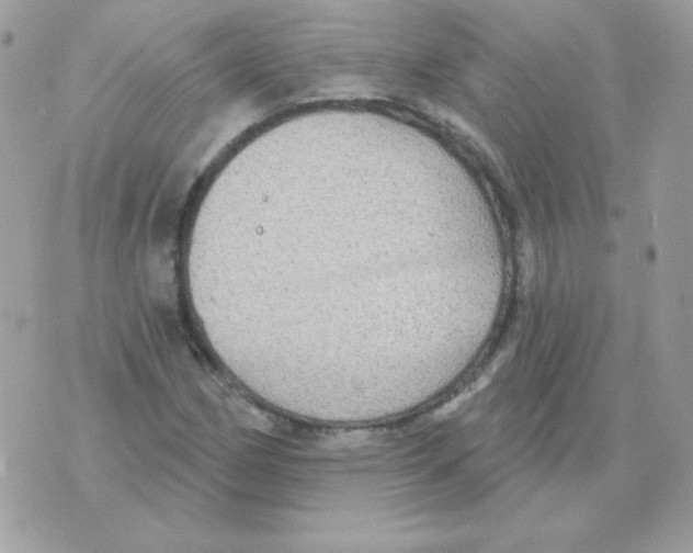 X0000070361162200607072056