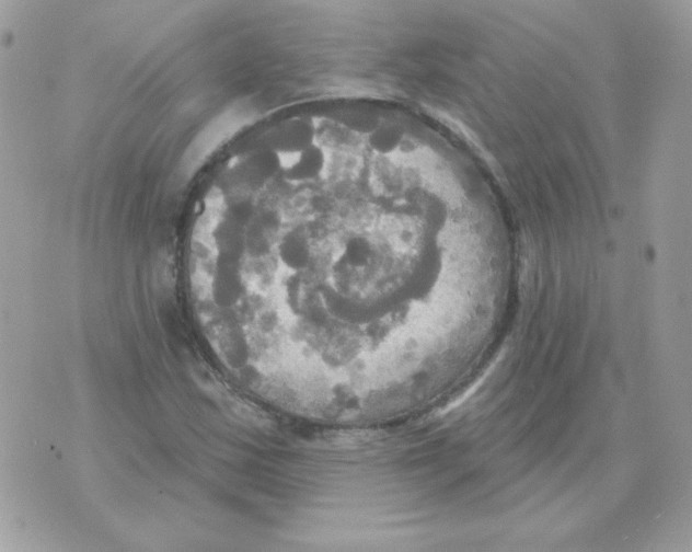 X0000070361163200607072056