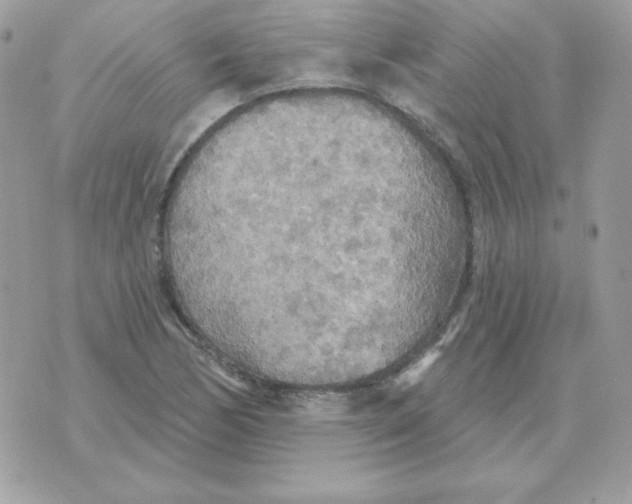 X0000070361170200607072056