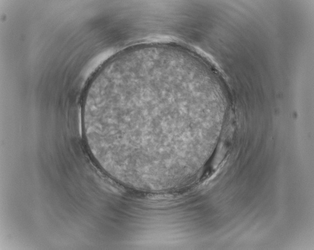 X0000070361171200607072056