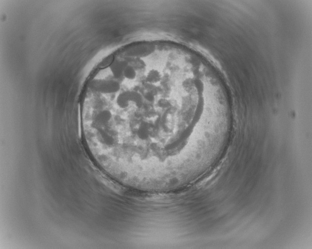 X0000070361175200607072056