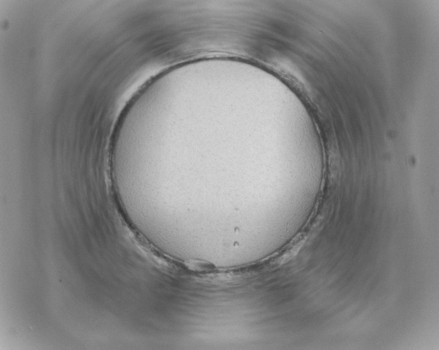 X0000070361182200607072055