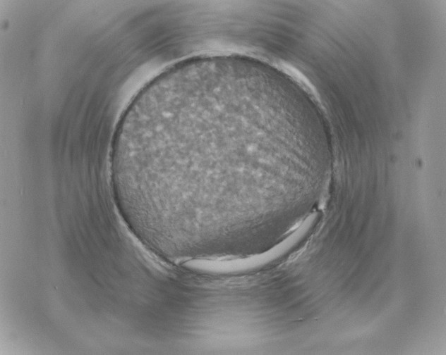 X0000070361183200607072055