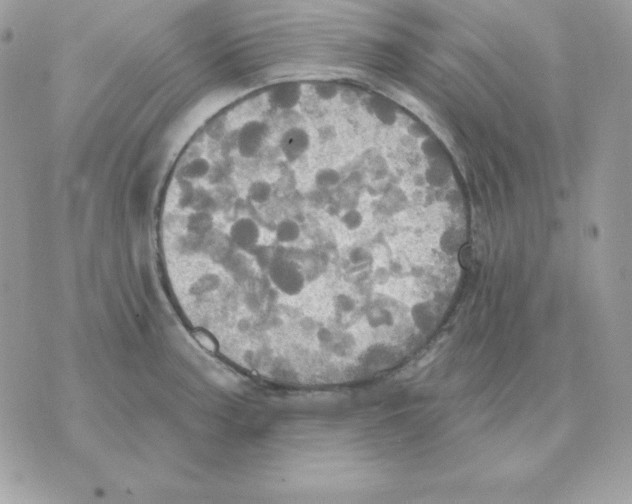 X0000070361187200607072055