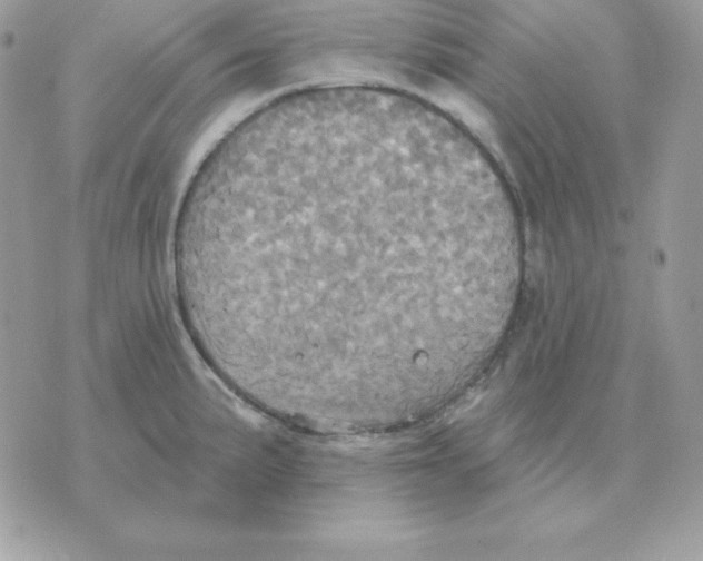 X0000070361191200607072055